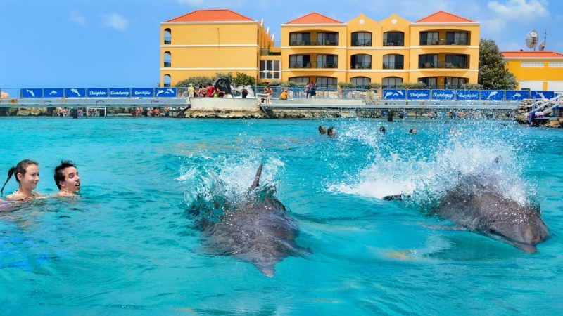 Curacao Dolphin Academy Dolphin Swim 800x450 1