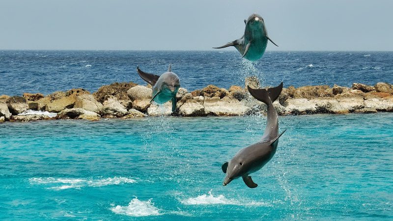 Dolphin Academy Curacao Training Demo 800x450 1