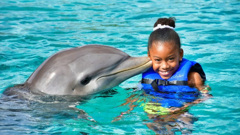 Dolphin Swim curacao dolfijn zwemmen kus 800x450 1