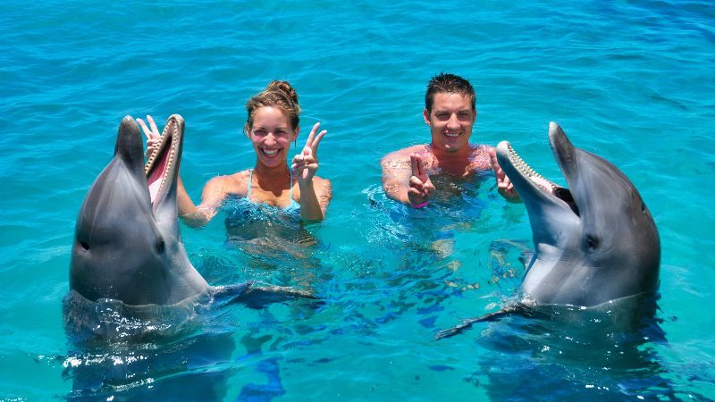 dolphin swim curacao dolfijn zwemmen zingen 800x450 1