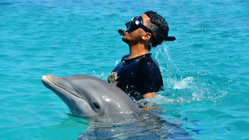 Dolphin Snorkel Curacao dolfijn 800x450 1