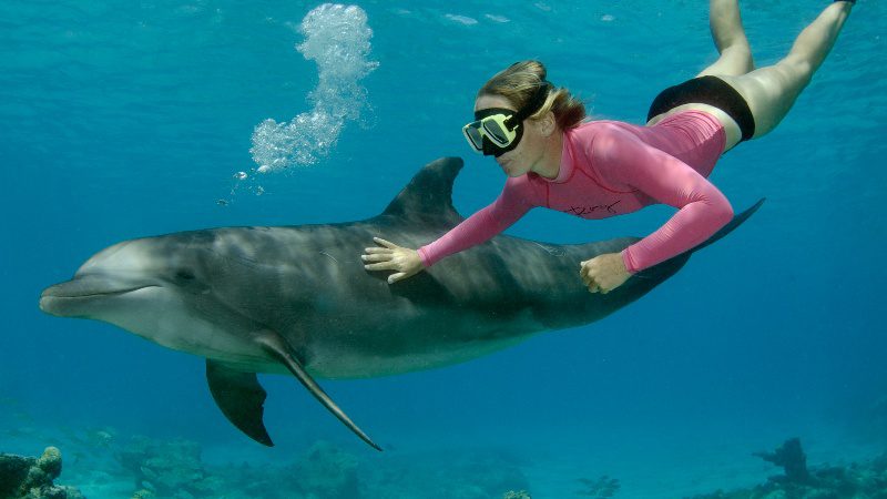 Dolphin Snorkel Curacao onder water dolfijnen 800x450 1