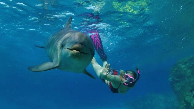 dolphin snorkel dolfijnen curacao 800x450 1