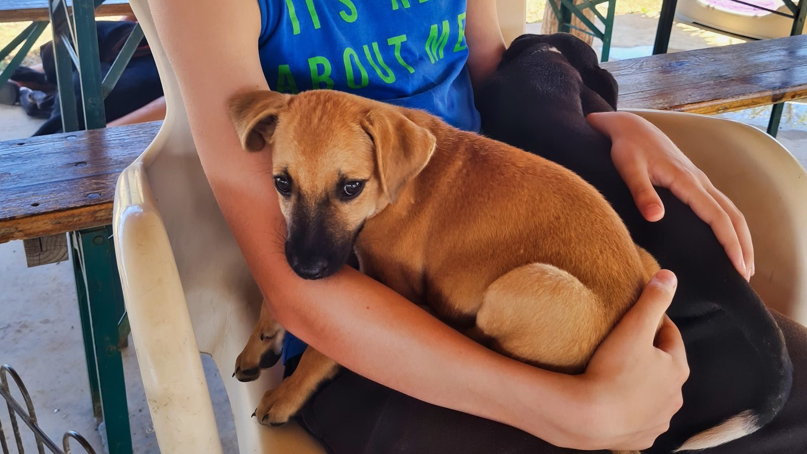 Puppies knuffelen Westpointers Curacao RPC