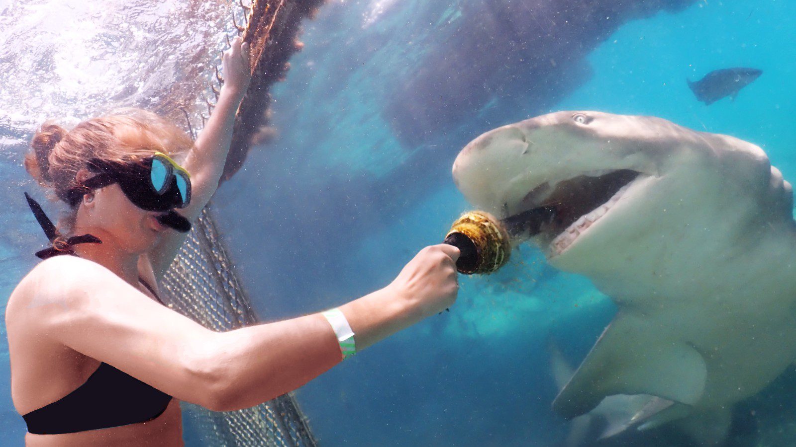 Animal Encounters Curacao - Haaien voeren