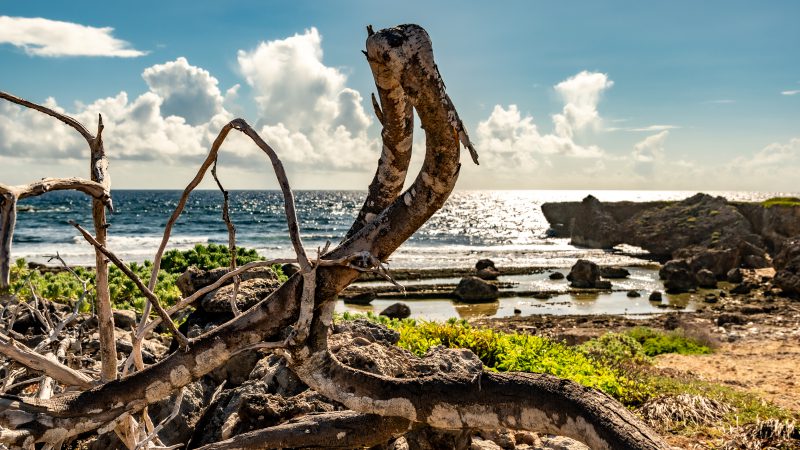 boot buggy tour curacao banda abou 800x450 1