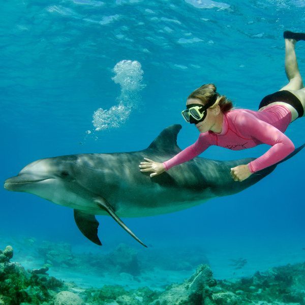 Dolphin Snorkel Curacao